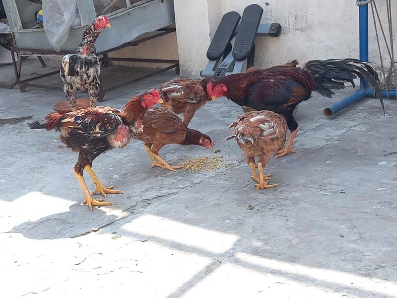 Ayam Cemani And aseel Eggs and pairs for sale 16