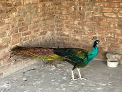 peacock for sale healthy male