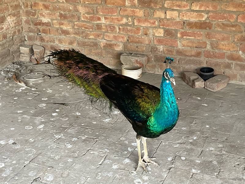 peacock for sale healthy male 1