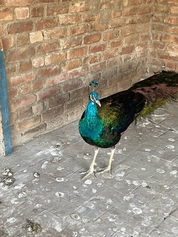 peacock for sale healthy male 2