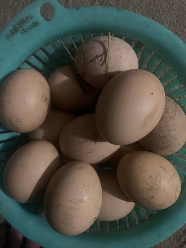 Aseel eggs for sale 0