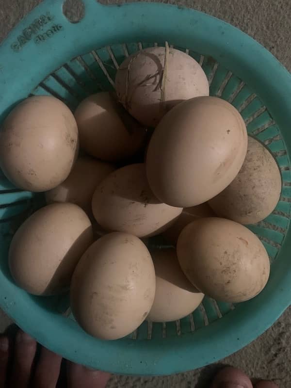 Aseel eggs for sale 1