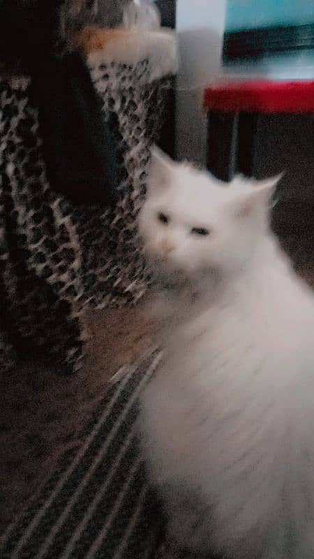 persian cat 4