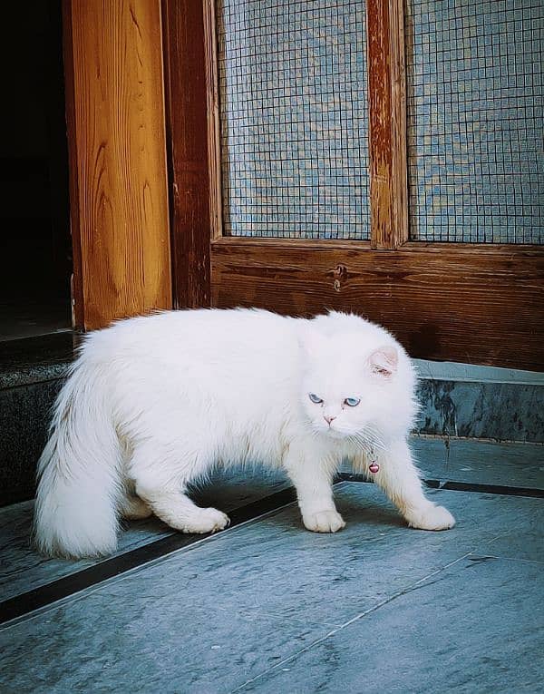 persian white cat 0