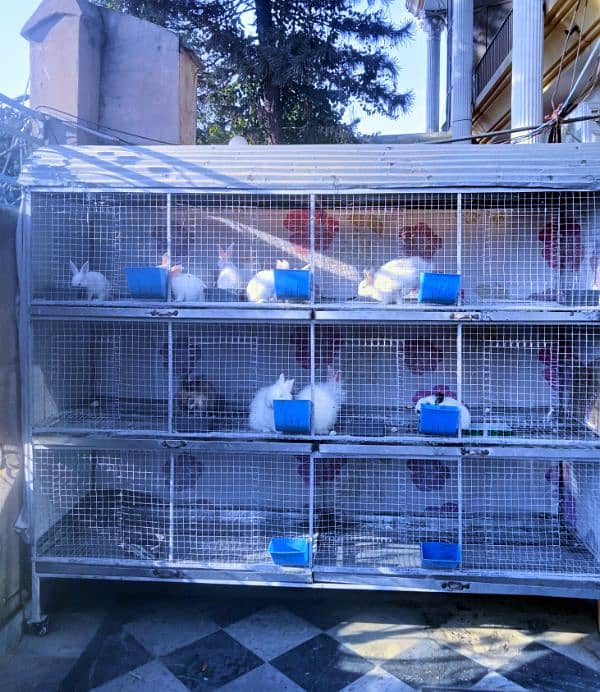 cage for Sale 5