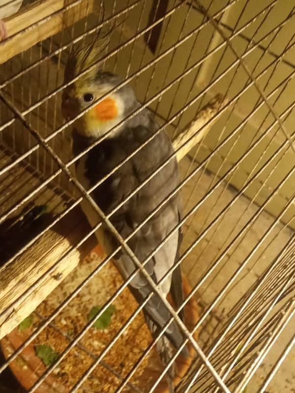 cockteil gary male female charcool forsale 0