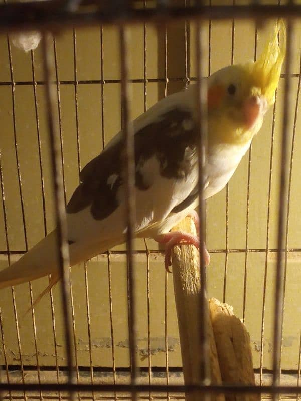 cockteil gary male female charcool forsale 1