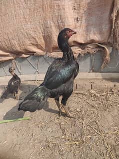 high quality Aseel Thai cross breed