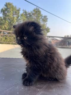 BLACK KITTEN FOR SALE