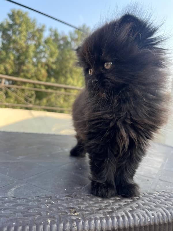 BLACK KITTEN FOR SALE 1