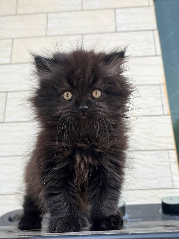 BLACK KITTEN FOR SALE 2