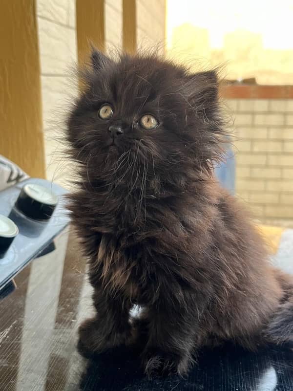 BLACK KITTEN FOR SALE 3