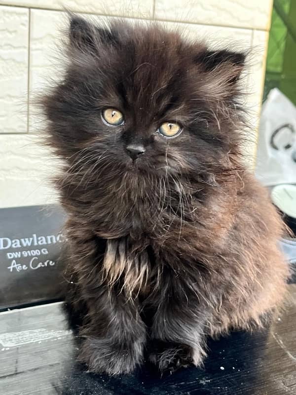 BLACK KITTEN FOR SALE 5