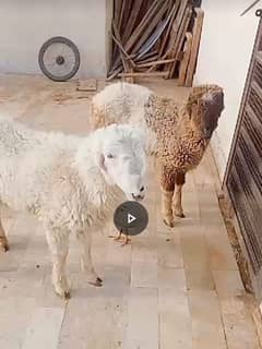 2 sheep available