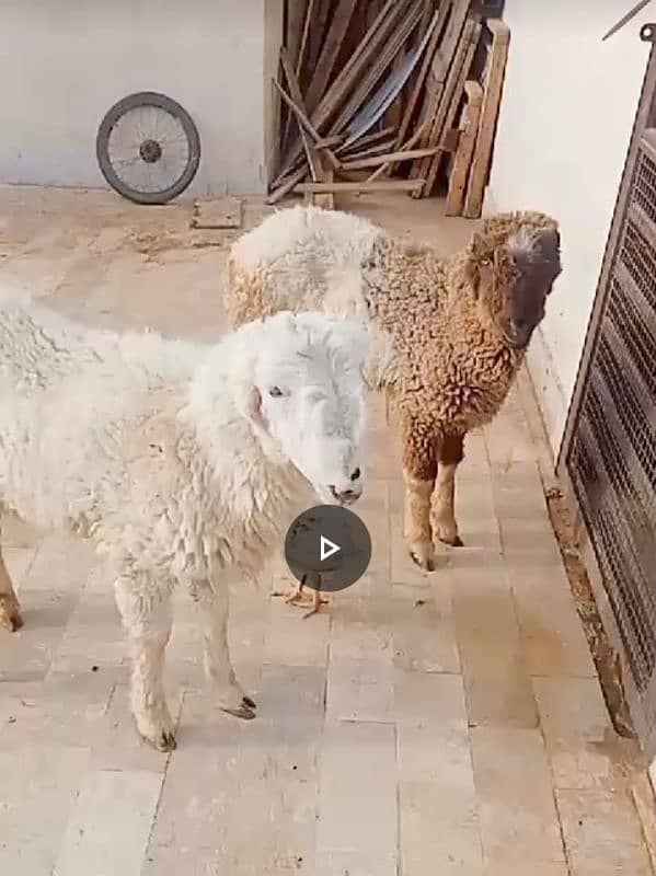 2 sheep available 0