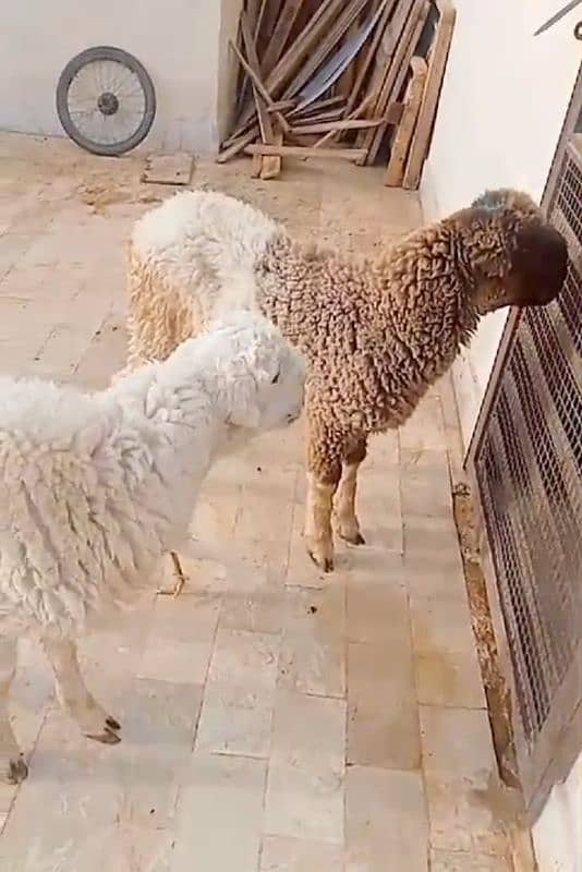 2 sheep available 1