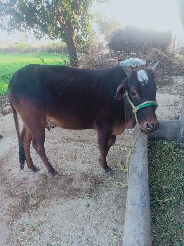 First time milk cow and baby 0