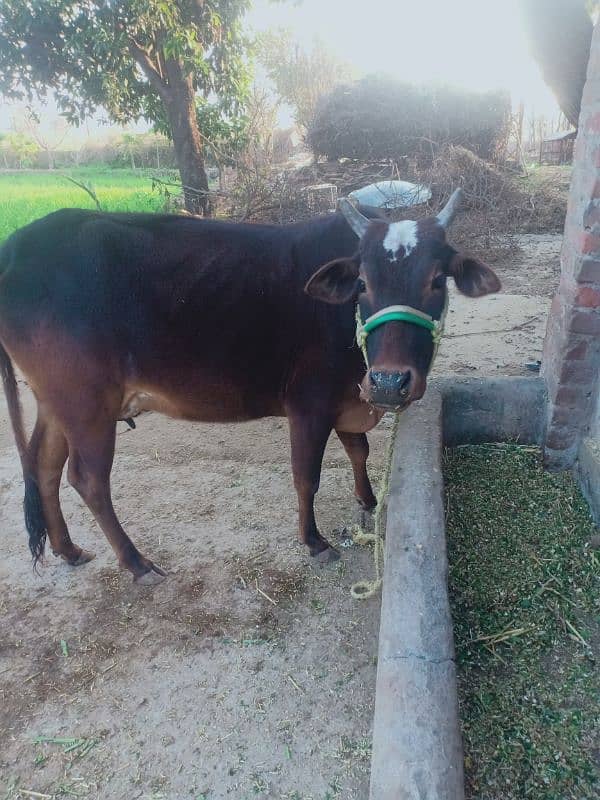 First time milk cow and baby 1