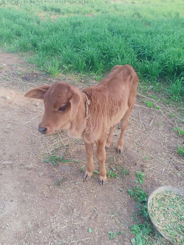 First time milk cow and baby 3