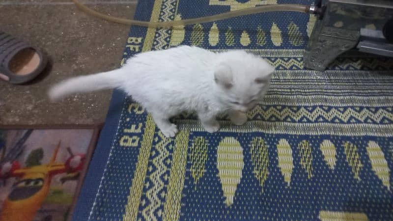 Persian Cat for Sale 0