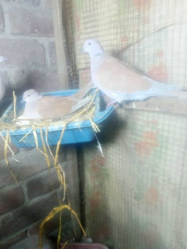 Doves 0