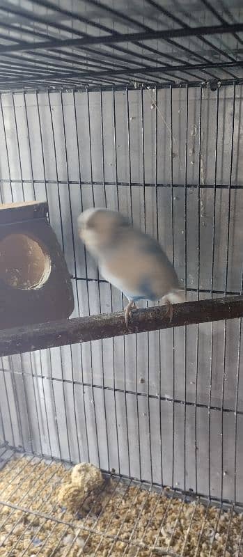 cage parrot fos sale 4