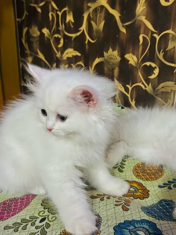 Pure Persian Triple Coated kittens 1