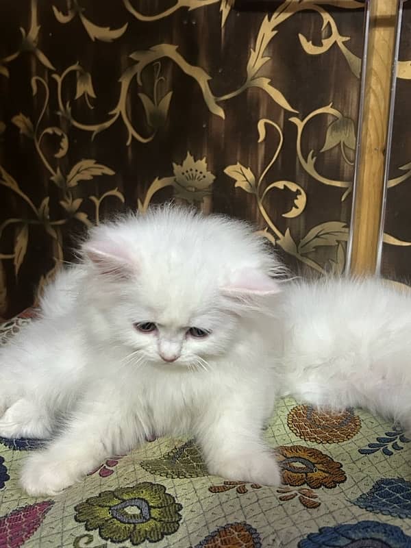 Pure Persian Triple Coated kittens 3