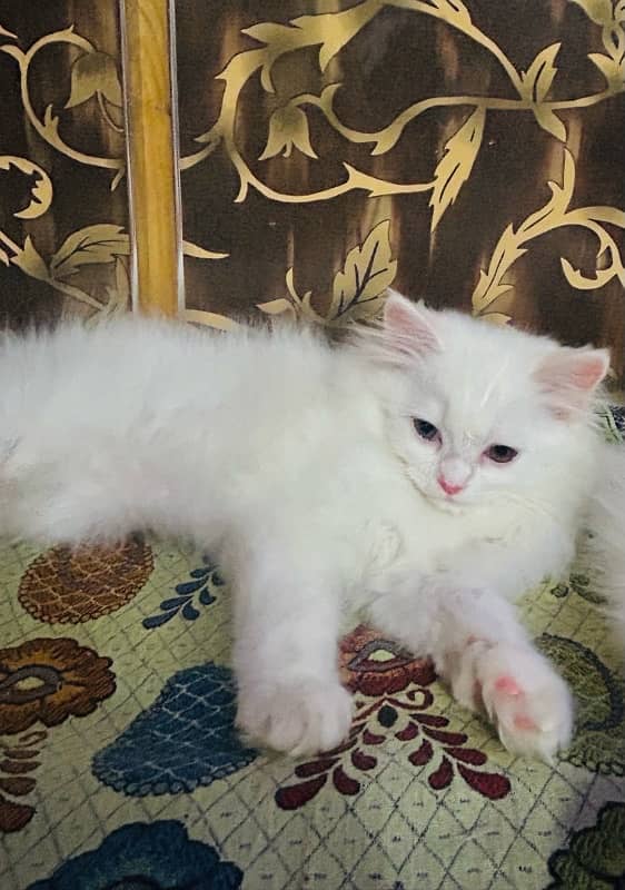 Pure Persian Triple Coated kittens 4