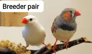 zebra finches breeder Pair