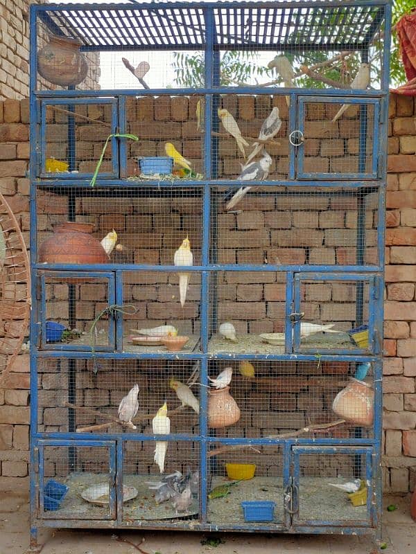 Birds Cage for breeding 1