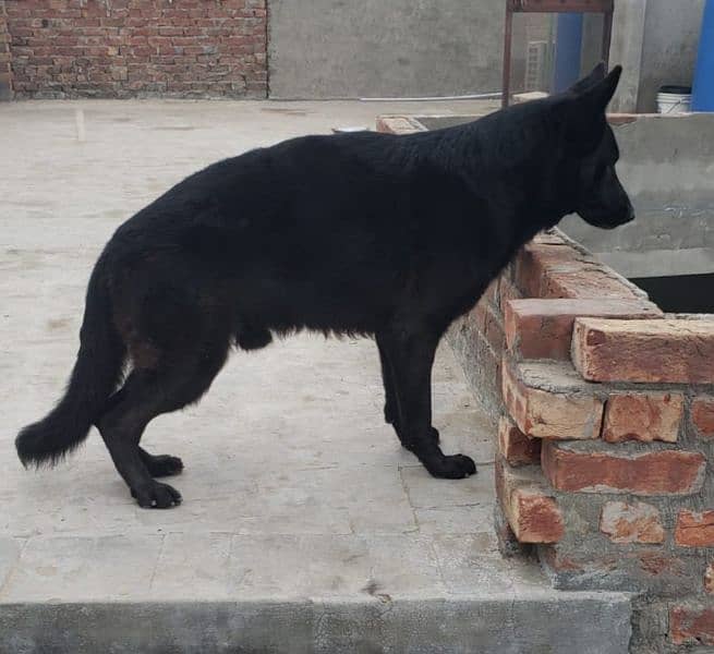 GSD Black male non- pedigree available for forever home 5