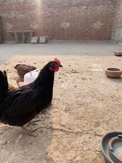 Australorp