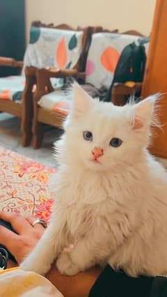 Persian Kitten odd eyes