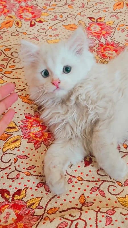 Persian Kitten odd eyes 2