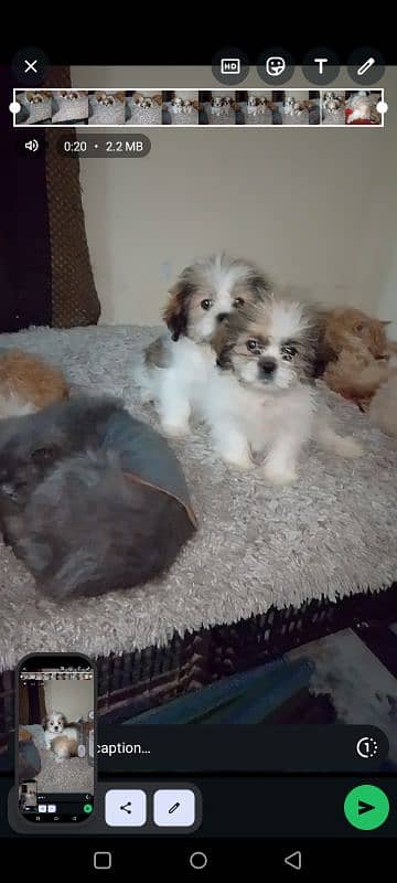 shihtzu puppies 0