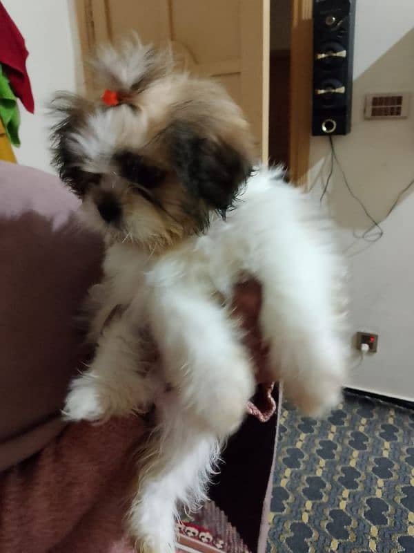 shihtzu puppies 1