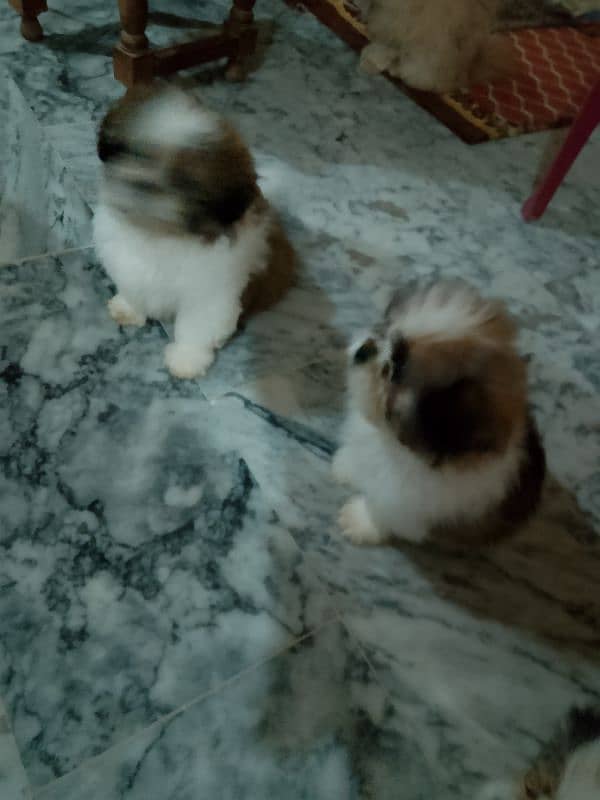 shihtzu puppies 4