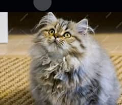 Extra Triple coat classic cute wild Persian female kitten