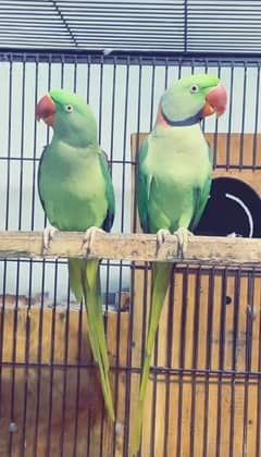 raw parrot for sale my WhatsApp number 03468556940