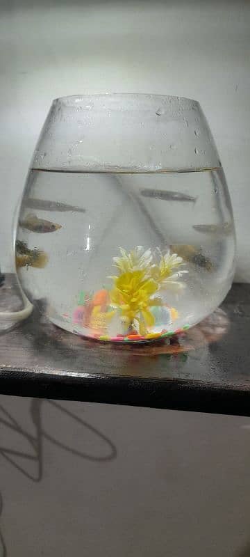 Glass bowl fish aquarium urgent sale 2