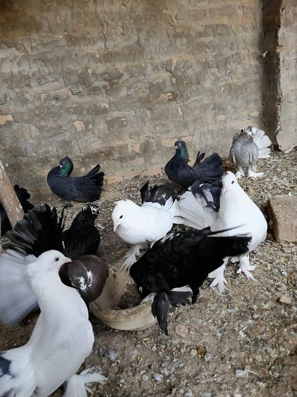 FULL LAKHAY KABOTAR PIGEONS 0