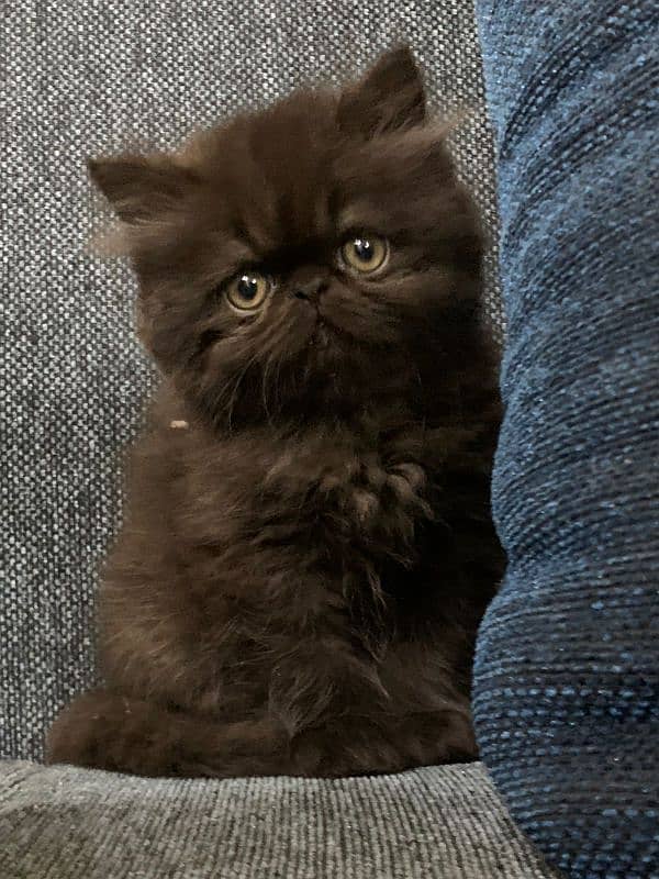 Persian peke kitten 2