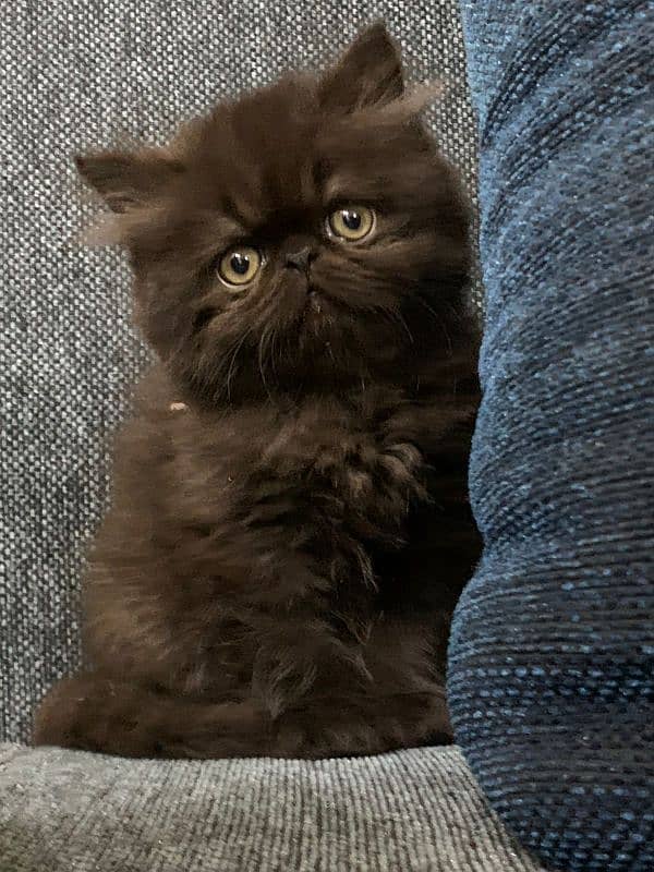 Persian peke kitten 1