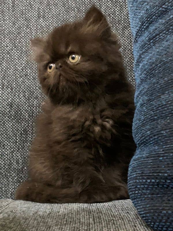 Persian peke kitten 4