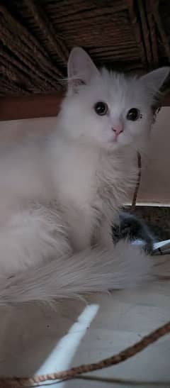 Persian Cat pair