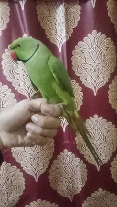 green parrot pair ha tam ha taking on mood