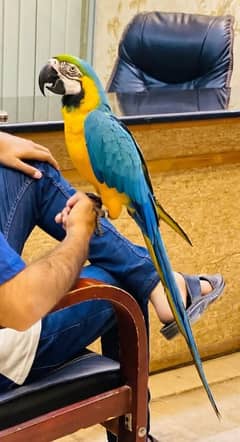 Macaw Tame