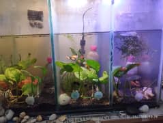 aquarium planted with fishes for sale