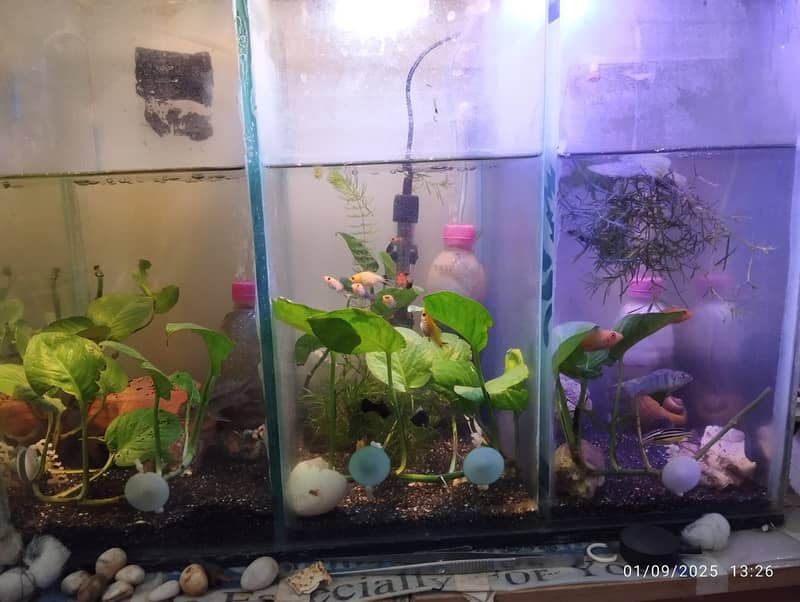 aquarium planted with fishes for sale 0